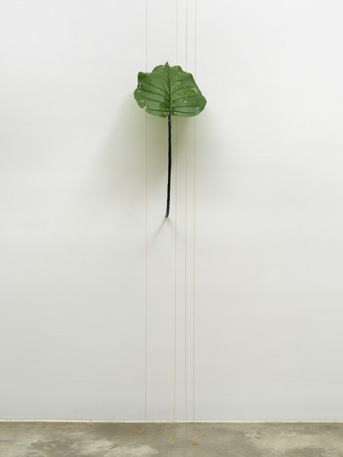 Tania Pérez Córdova, Alocasia Odora (40% chance of rain), 2022