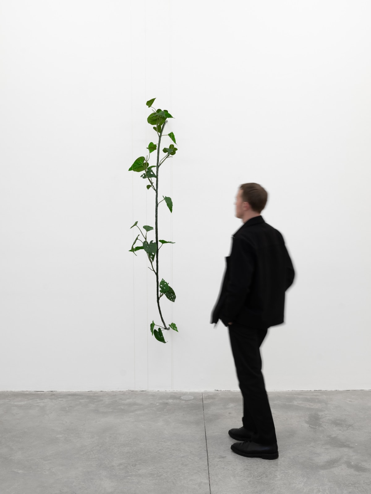 Tania Pérez Córdova, Philodendron Hederaceum (30% chance of rain), 2022