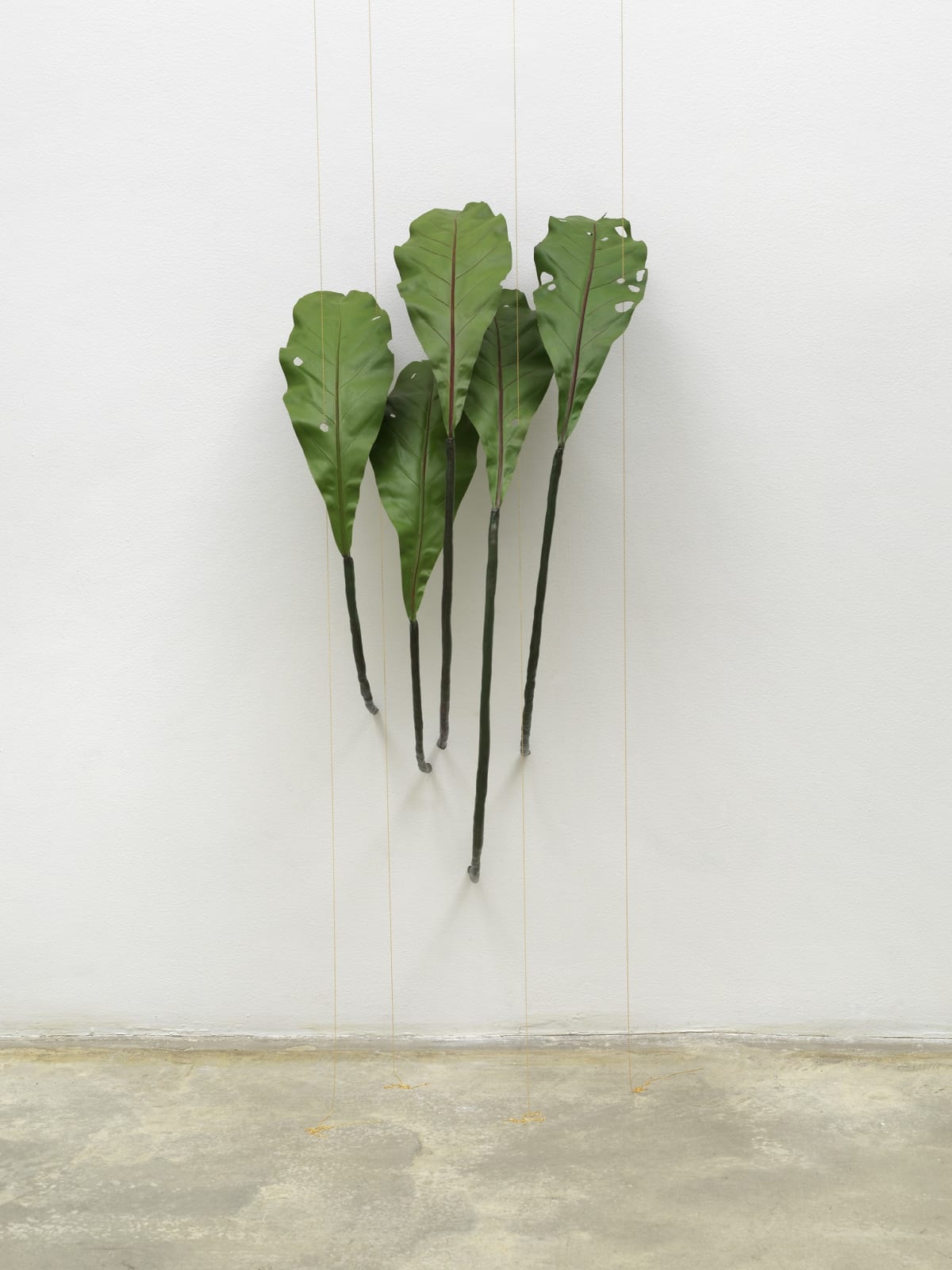 Tania Pérez Córdova, Asplenium Nidus (40% chance of rain), 2022