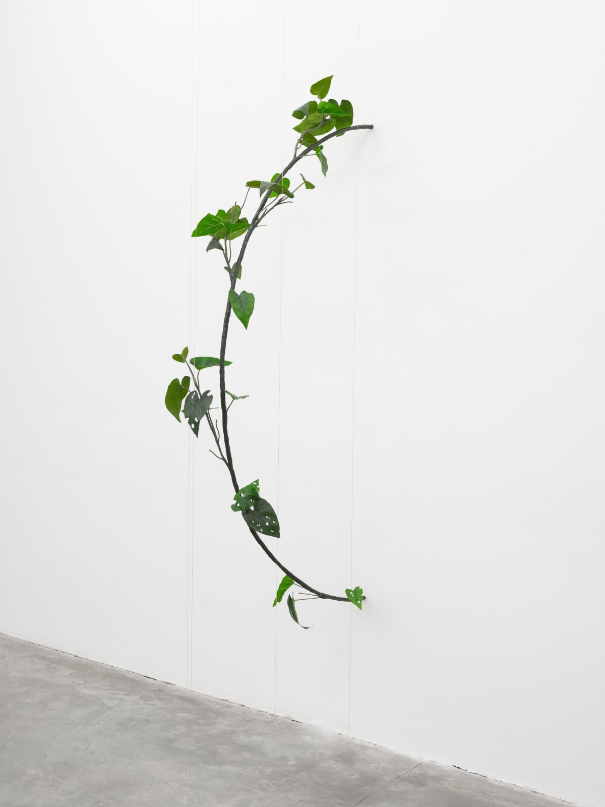 Tania Pérez Córdova, Philodendron Hederaceum (30% chance of rain), 2022