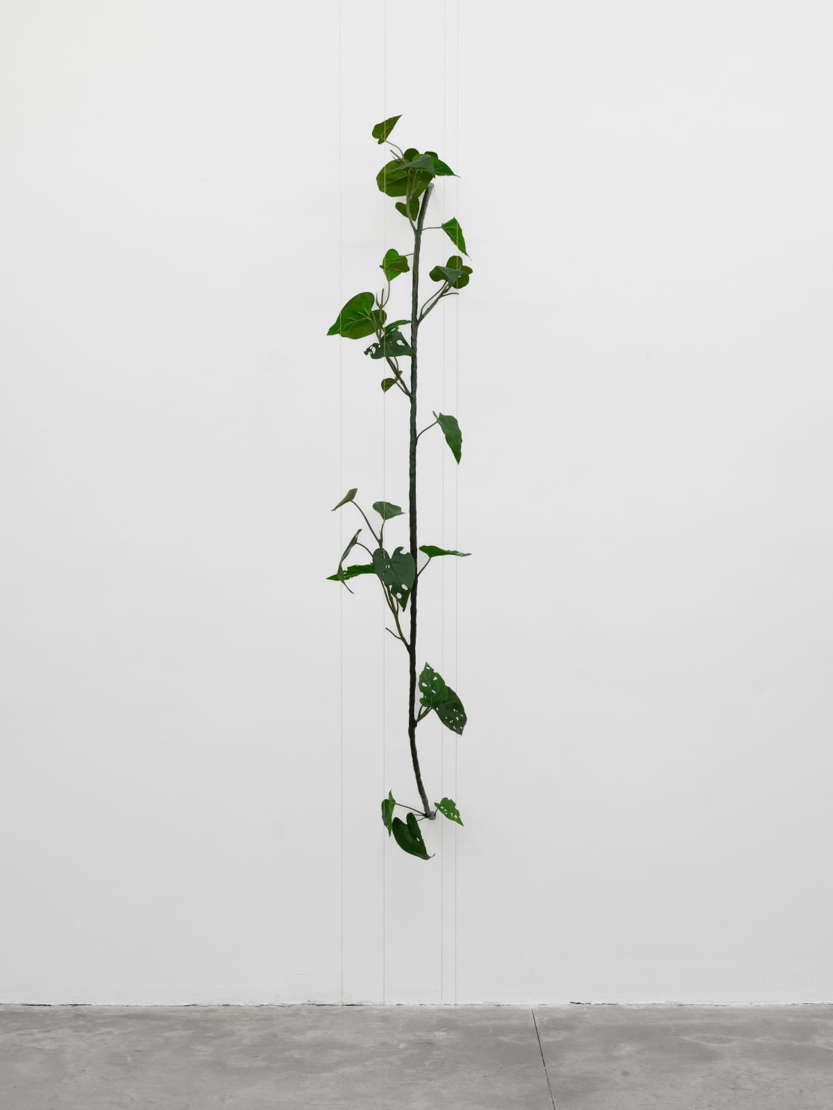 Tania Pérez Córdova, Philodendron Hederaceum (30% chance of rain), 2022
