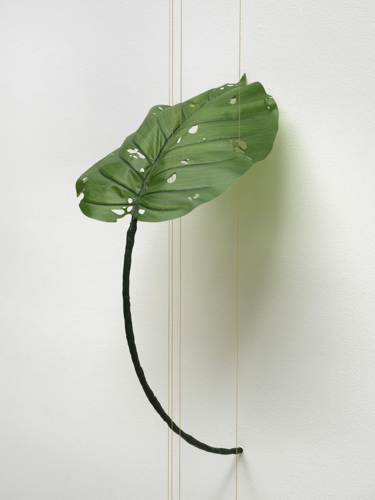 Tania Pérez Córdova, Alocasia Odora (40% chance of rain), 2022