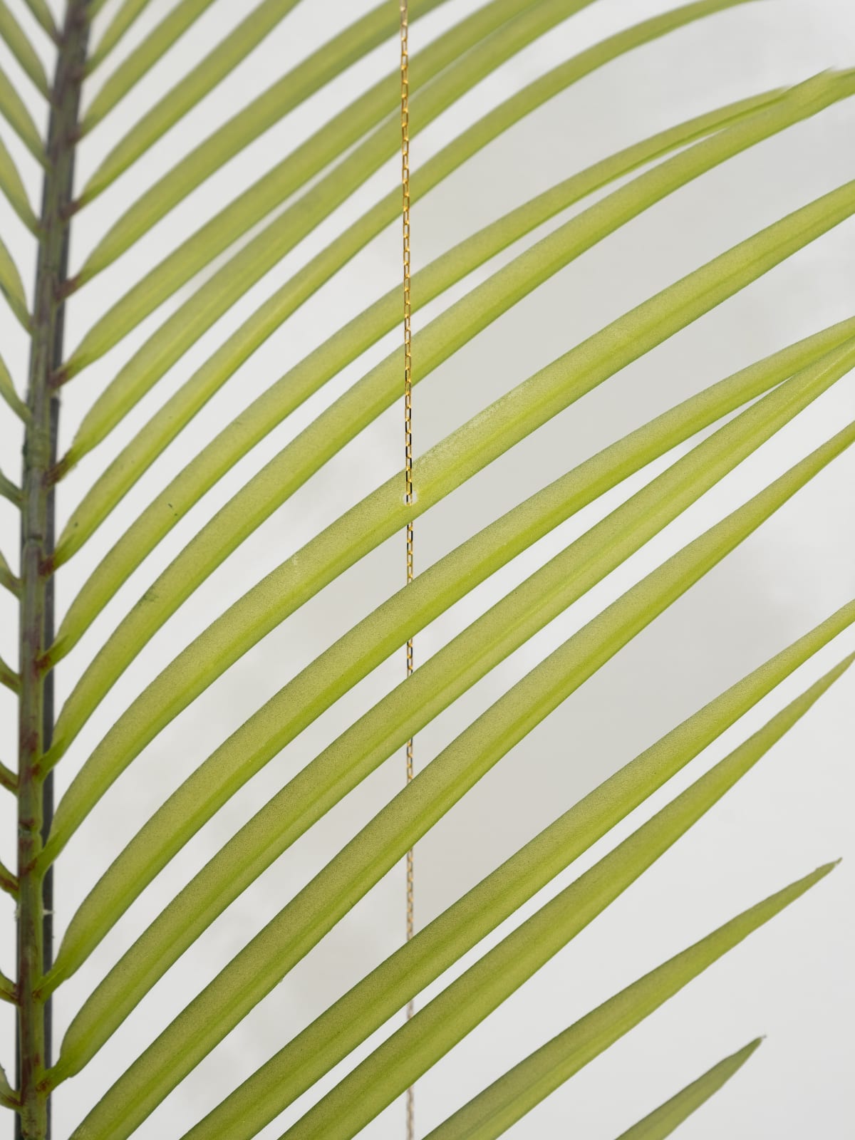 Tania Pérez Córdova, Robelina Palm (10% chance of rain), 2022
