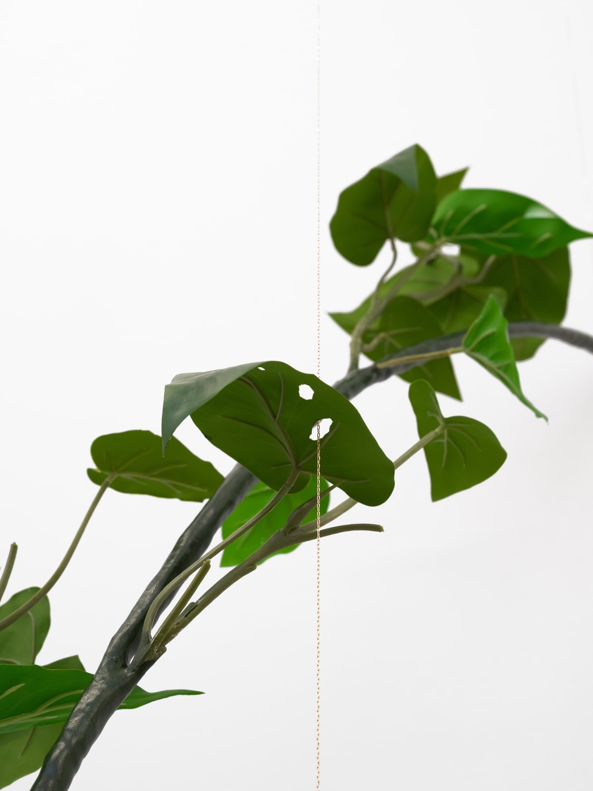 Tania Pérez Córdova, Philodendron Hederaceum (30% chance of rain), 2022