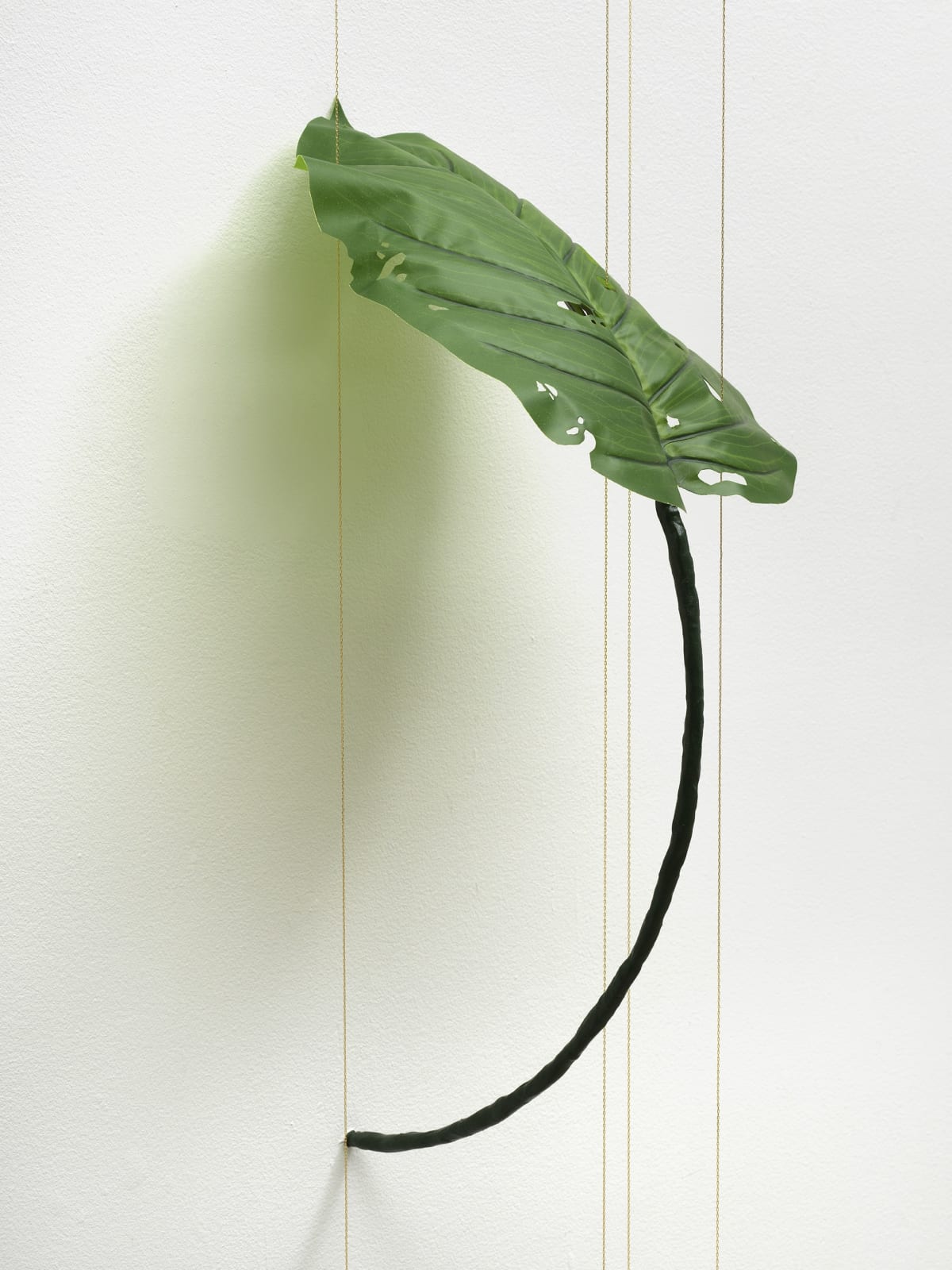 Tania Pérez Córdova, Alocasia Odora (40% chance of rain), 2022