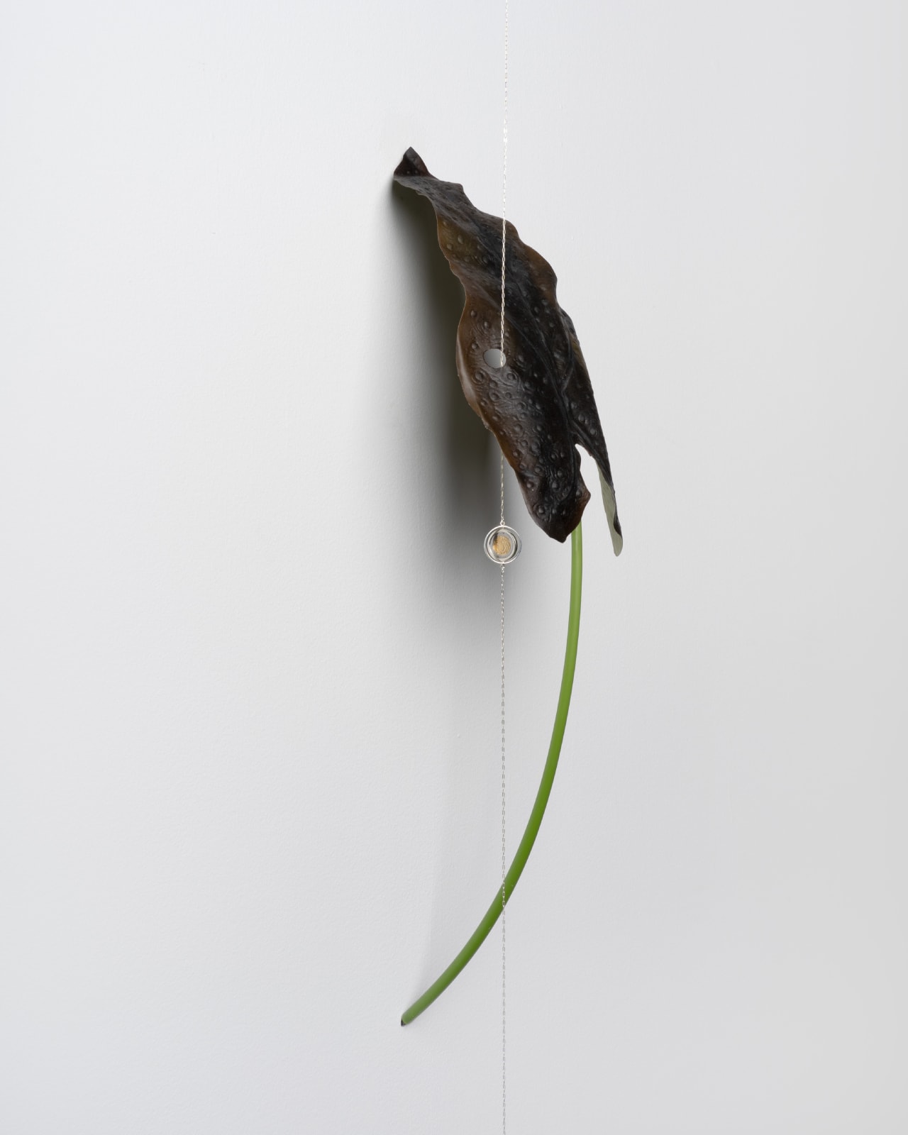 Tania Pérez Córdova, Colocasia Black Coral, 2022
