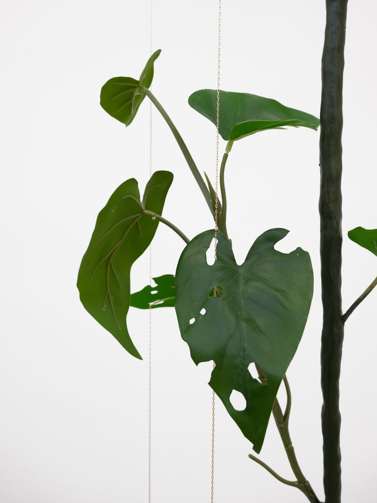 Tania Pérez Córdova, Philodendron Hederaceum (30% chance of rain), 2022