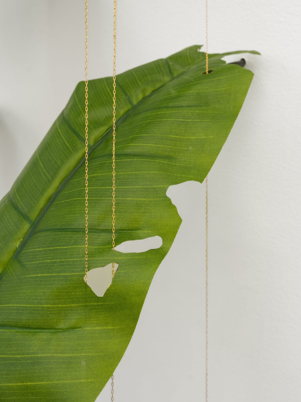 Tania Pérez Córdova, Banana (80% chance of rain), 2022