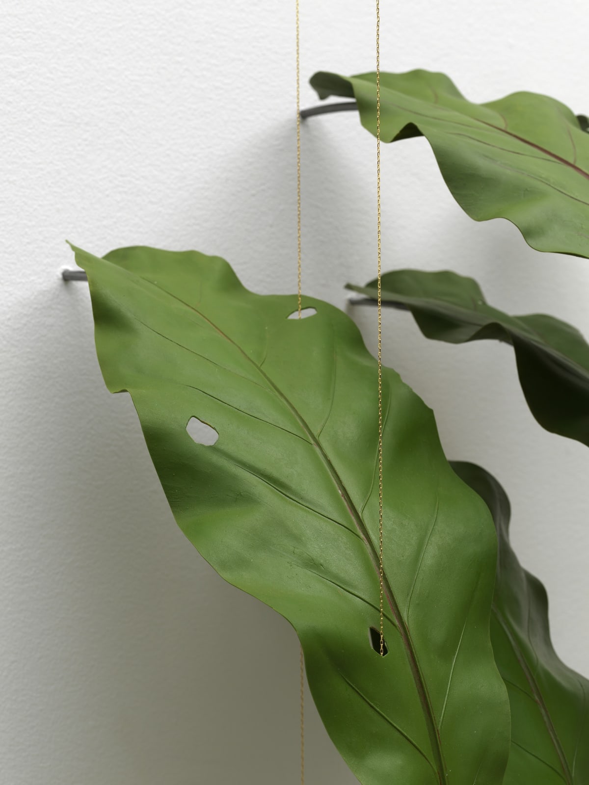 Tania Pérez Córdova, Asplenium Nidus (40% chance of rain), 2022