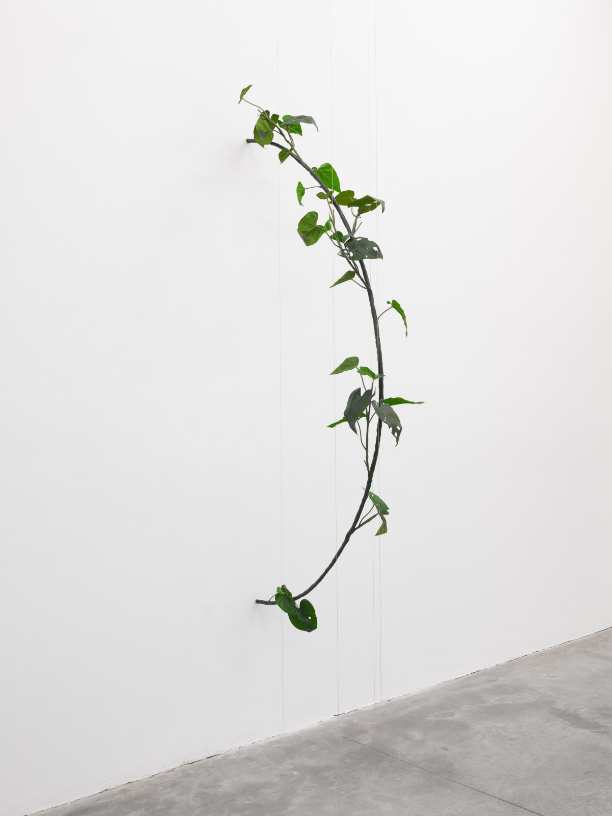 Tania Pérez Córdova, Philodendron Hederaceum (30% chance of rain), 2022