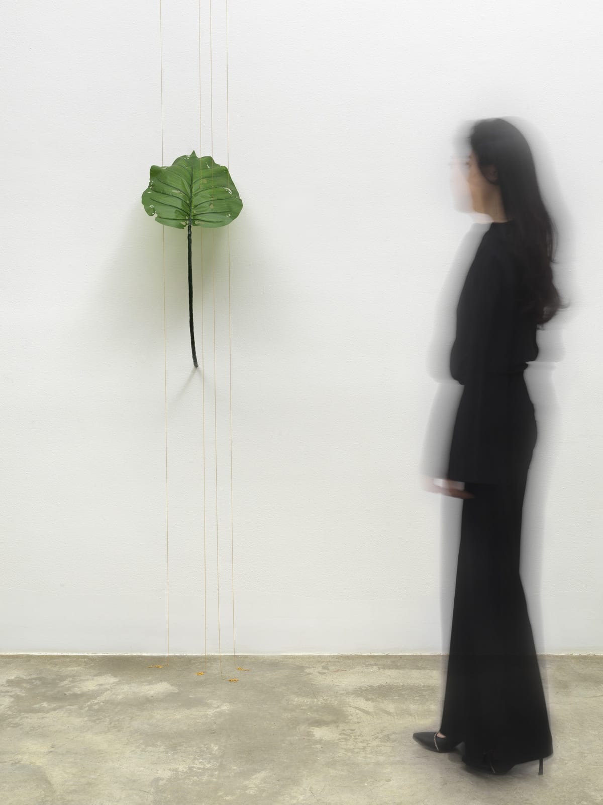 Tania Pérez Córdova, Alocasia Odora (40% chance of rain), 2022