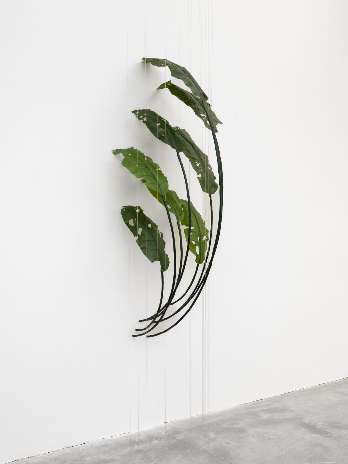 Tania Pérez Córdova, Banana (80% chance of rain), 2022