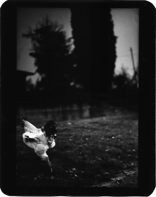 Giacomo Brunelli, Cock White, 2005-2009