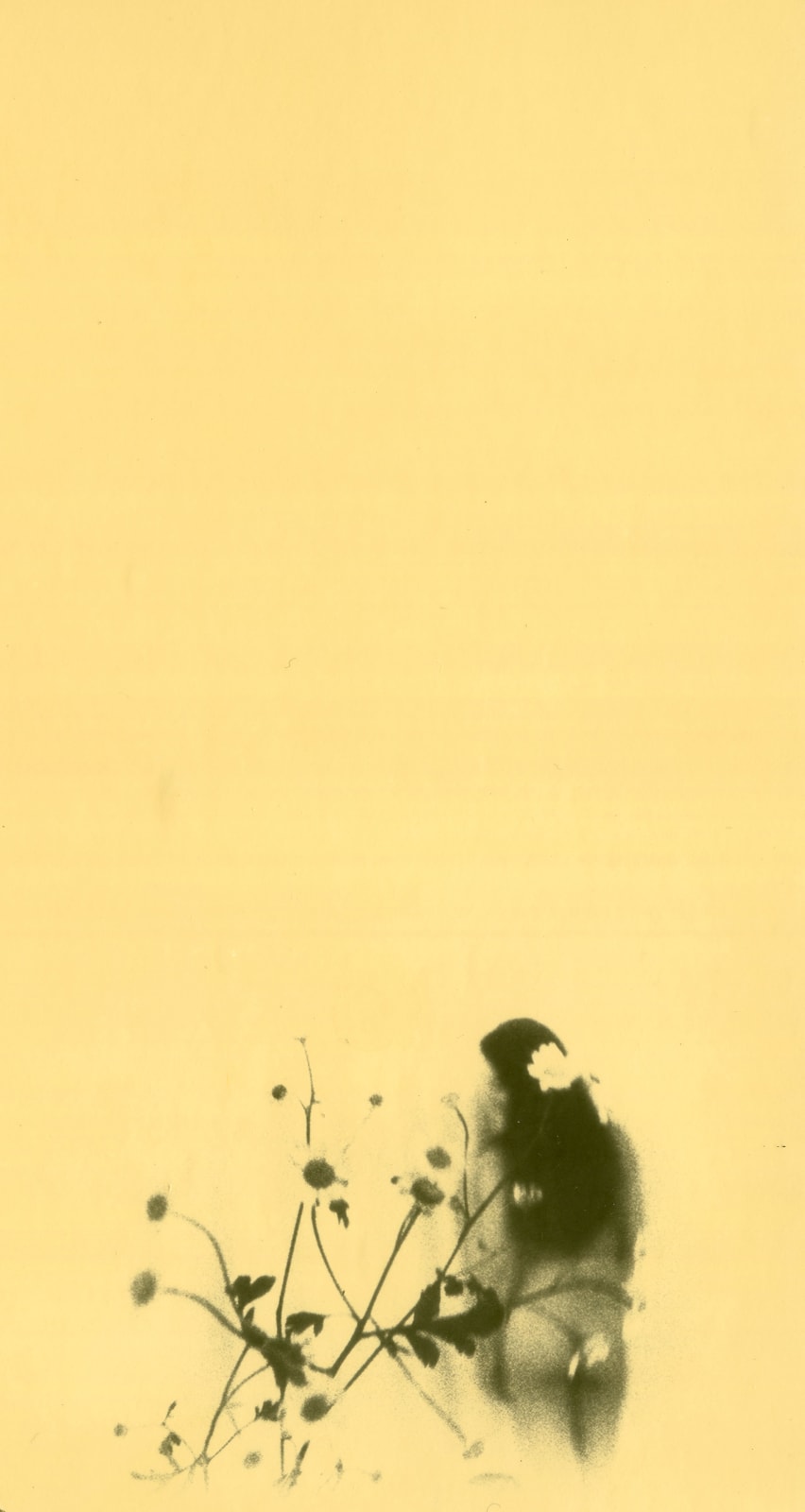 Miho Kajioka, BK0469, 2019