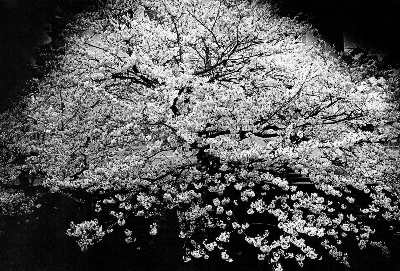 Daido Moriyama, Zushi, Kanagawa, 1982