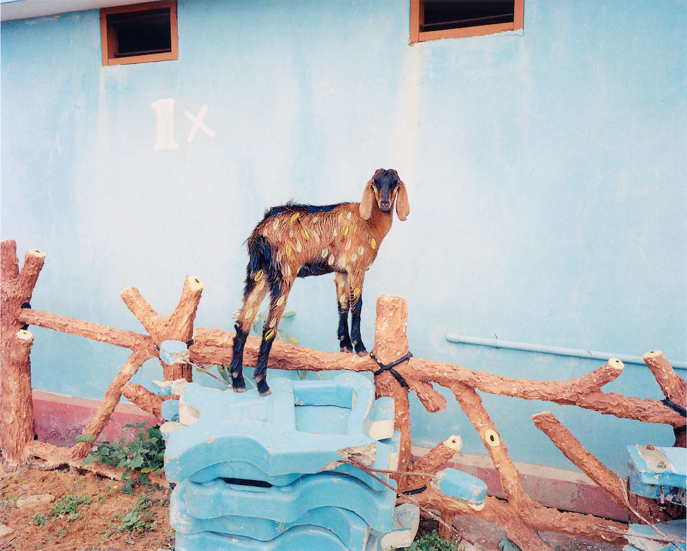 Vasantha Yogananthan, 1x Goat, 2018