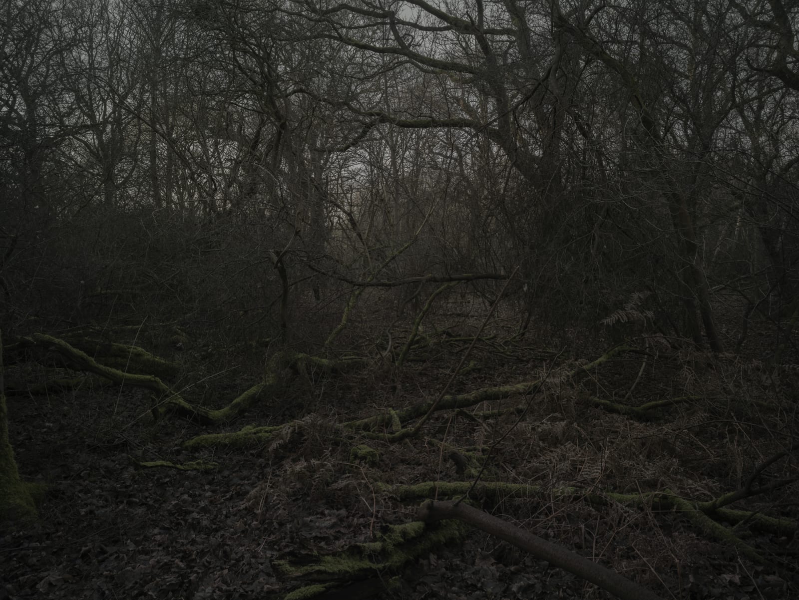 Simon Roberts, Weeds and the Wilderness #7, 2017