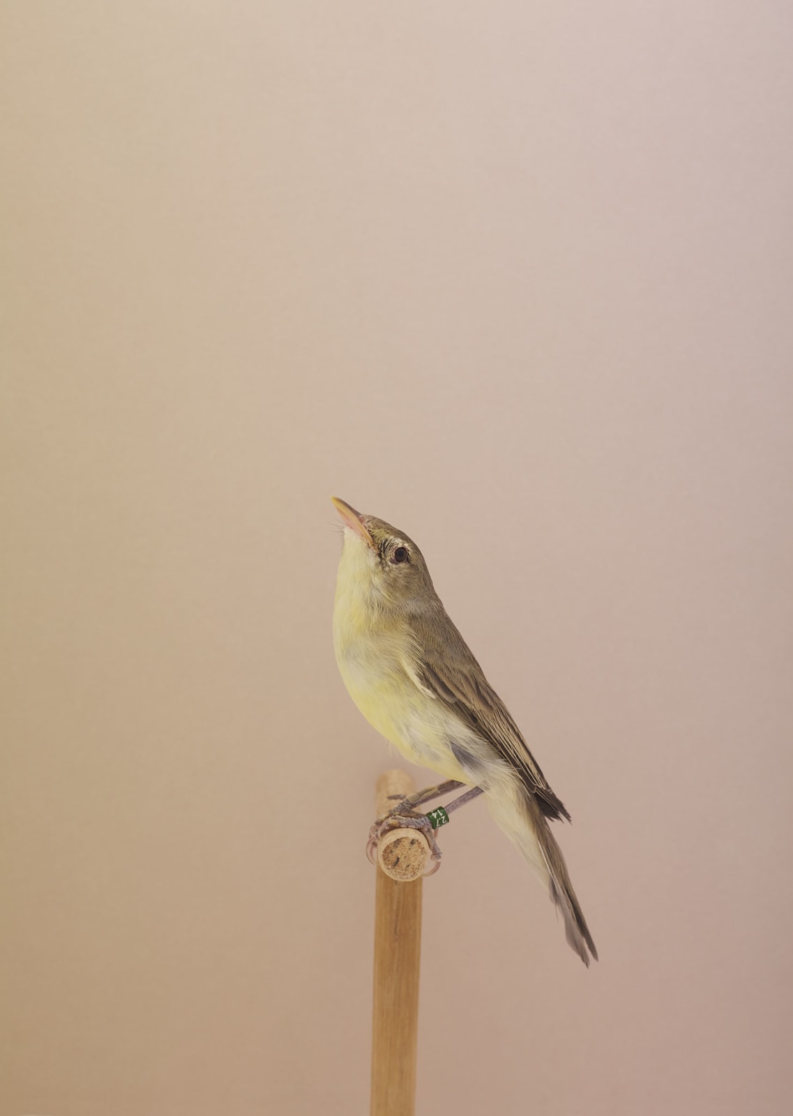 Luke Stephenson, Icterine Warbler #1, 2016