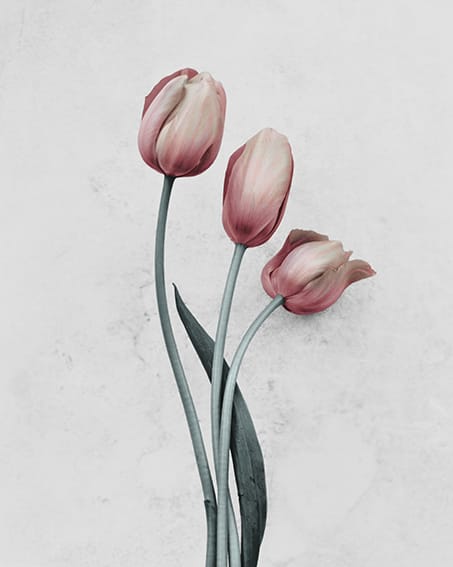 Vee Speers, Tulipa Gesneriana 1, 2016