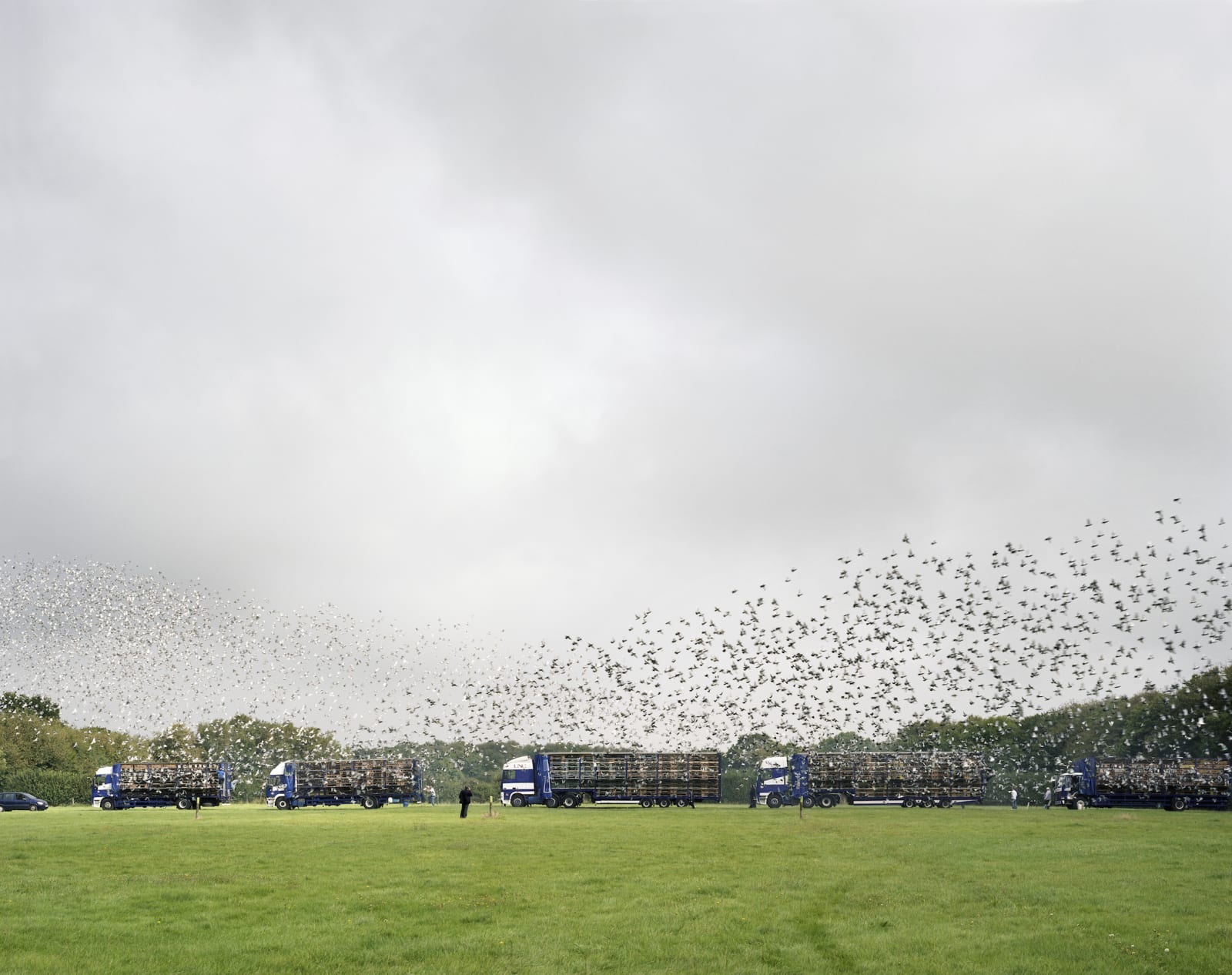 Simon Roberts, Maidstone Young Bird National Pigeon Race, Kent, 2008