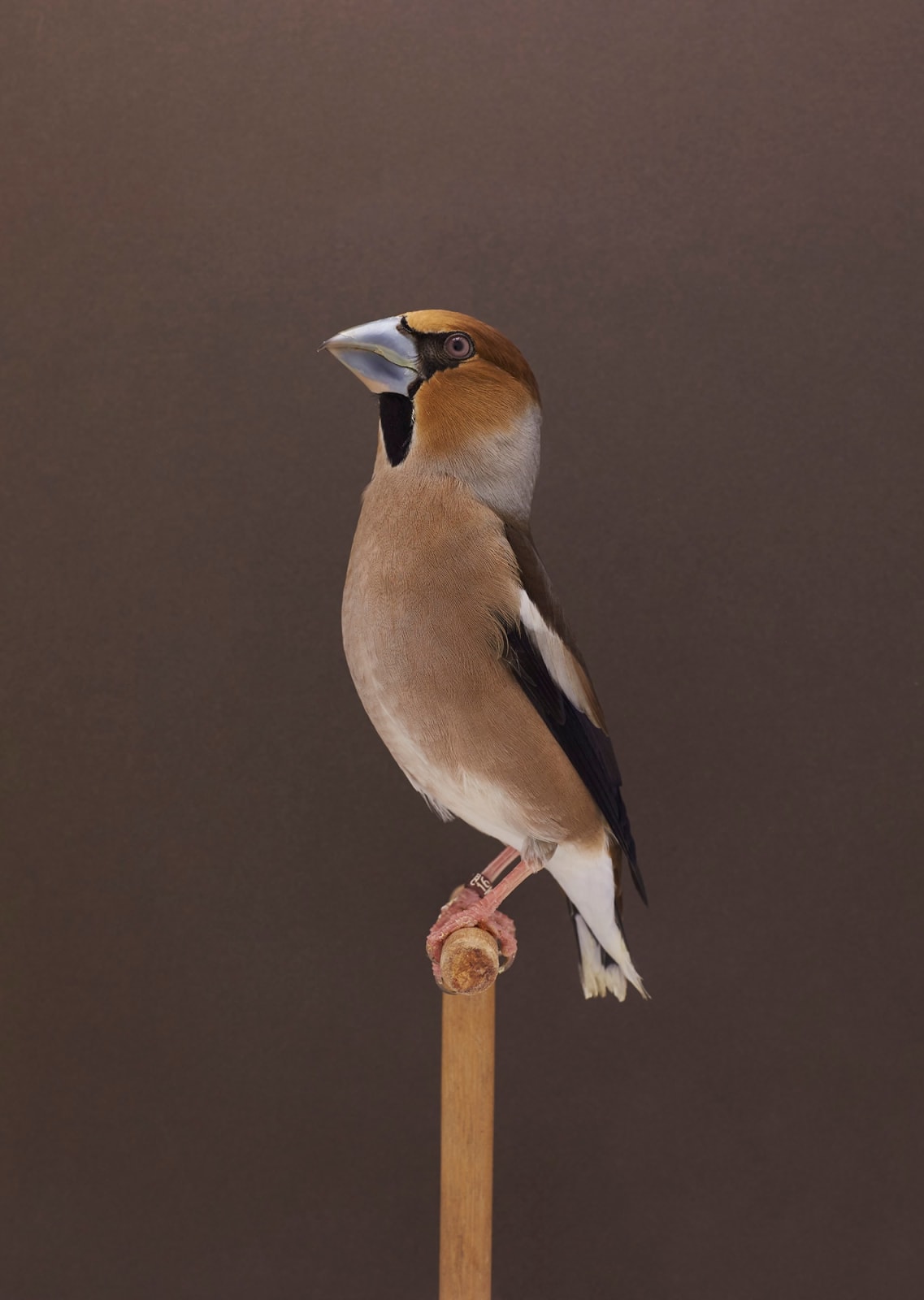 Luke Stephenson, Hawfinch #1, 2019