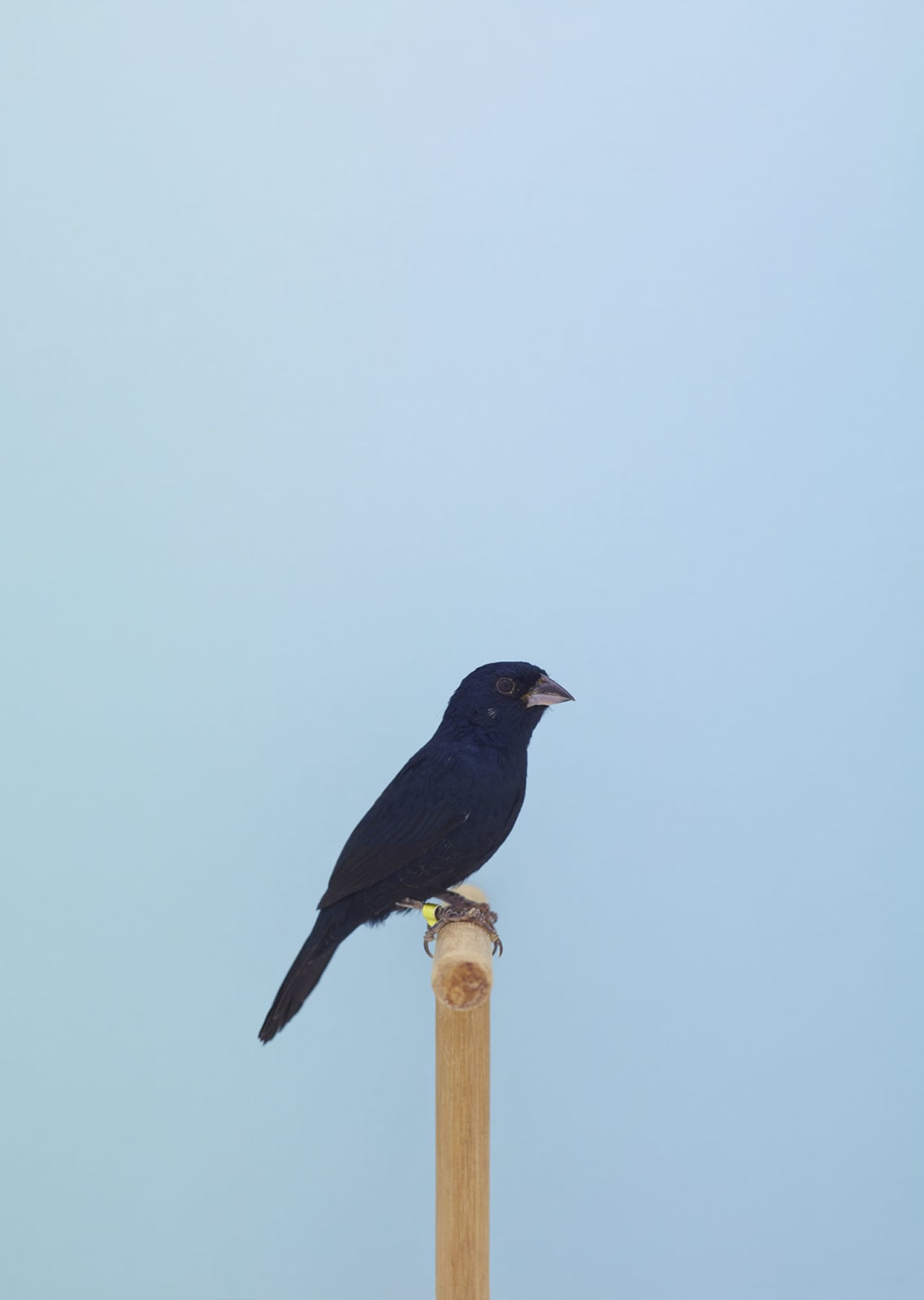 Luke Stephenson, Jacarini Finch #1, 2016