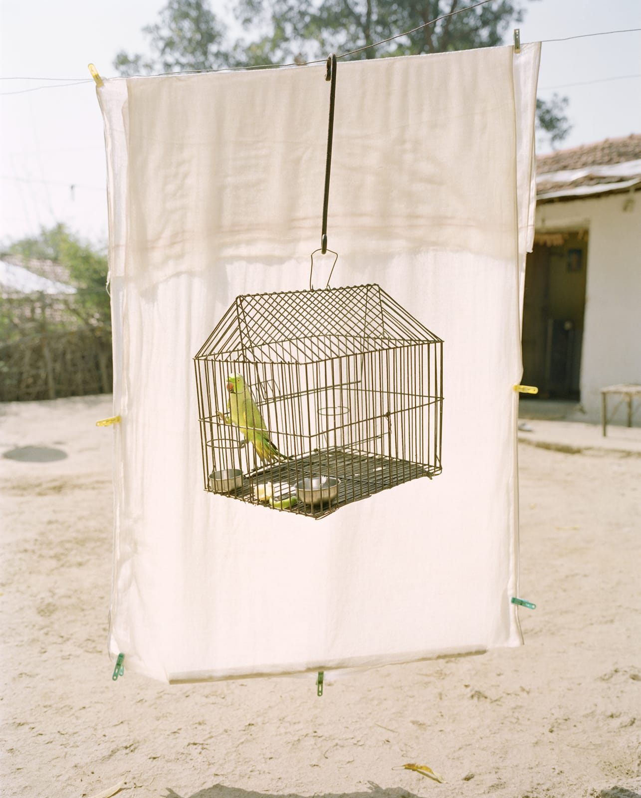 Vasantha Yogananthan, Lovebird, 2015