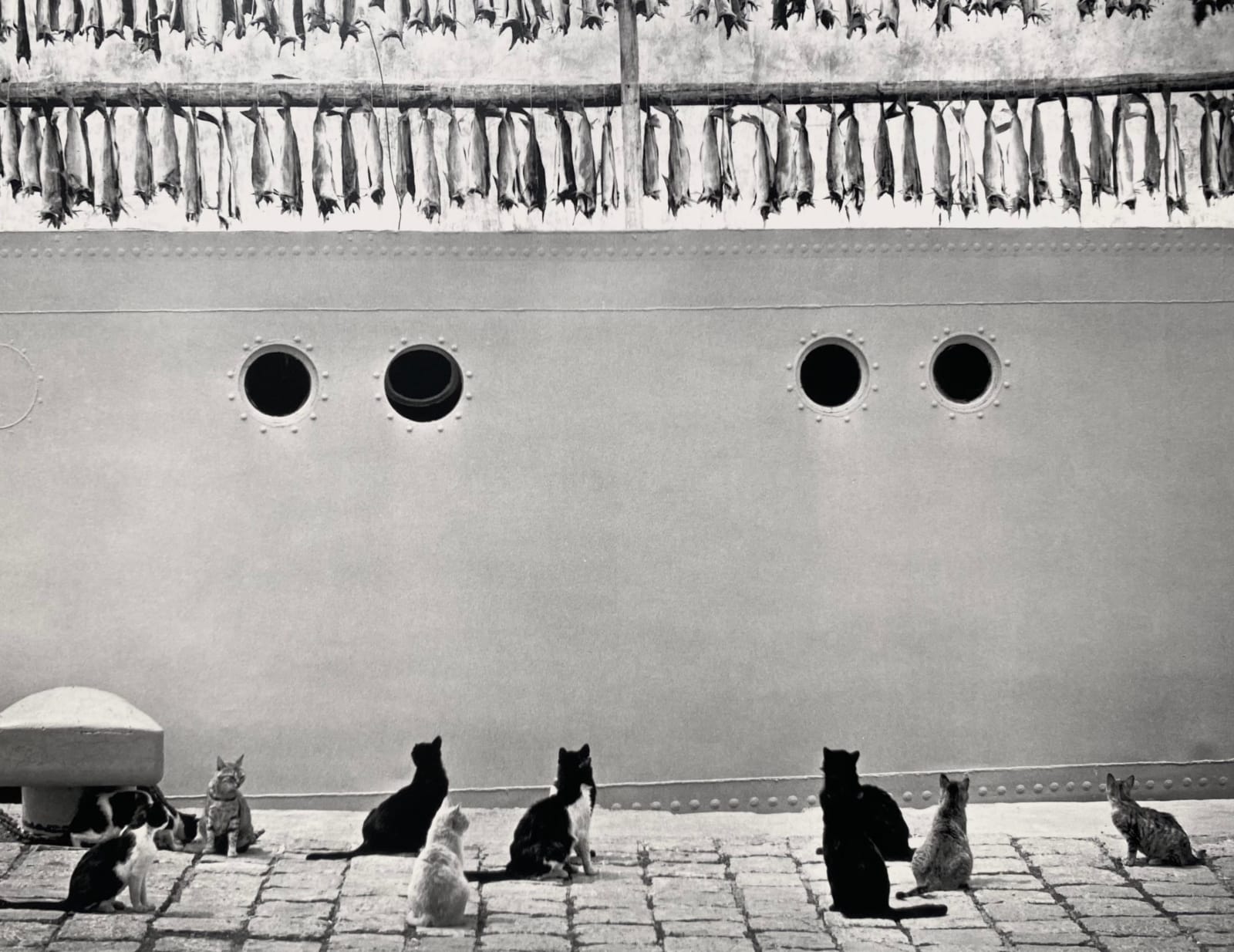 Pentti Sammallahti, Iceland (cats looking up at hanging fish), 1980
