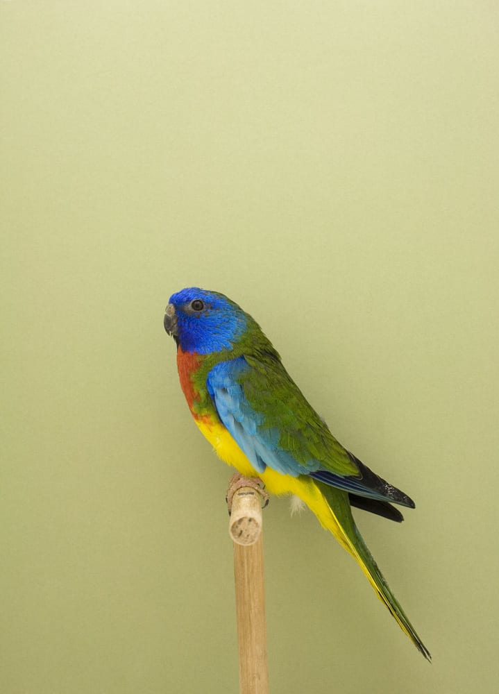 Luke Stephenson, Splendid #2, 2009