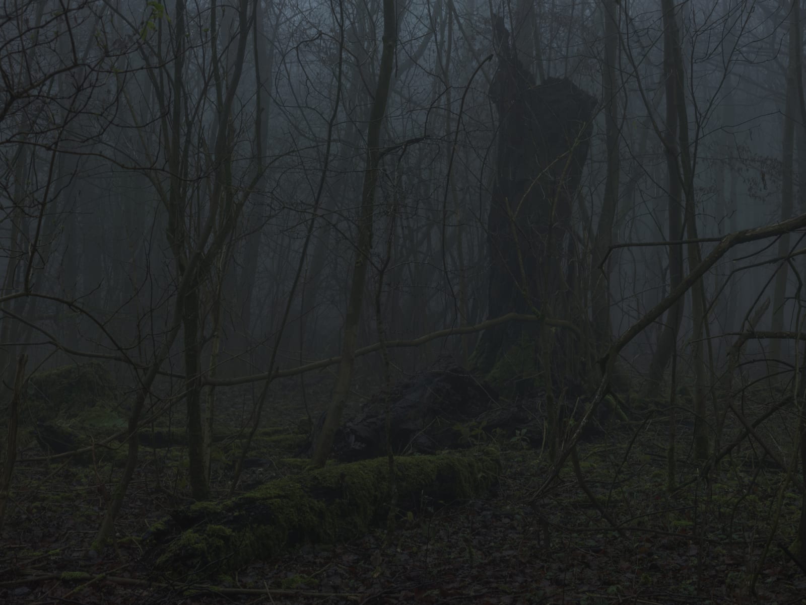 Simon Roberts, Weeds and the Wilderness #2, 2018