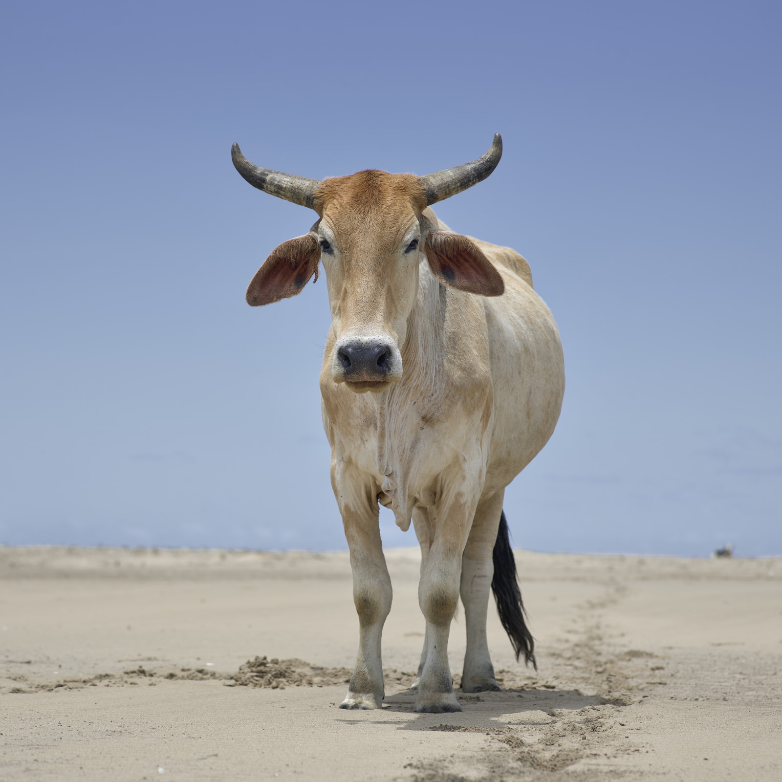 Daniel Naudé, Xhosa ox on the shore. Umthata river mouth, Eastern Cape, South Africa, 2019