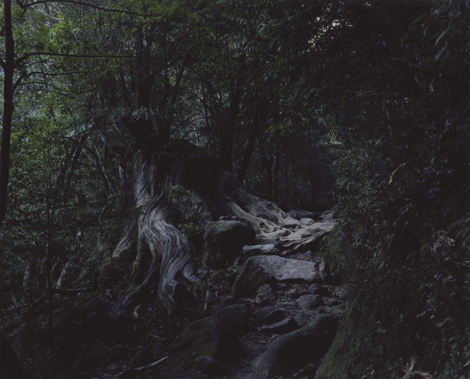 Chrystel Lebas, Regarding Forests, Shiratani Unsuikyo Ravine #26, Yakushima, 2017