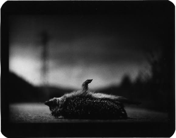 Giacomo Brunelli, Hedgehog, 2005-2009