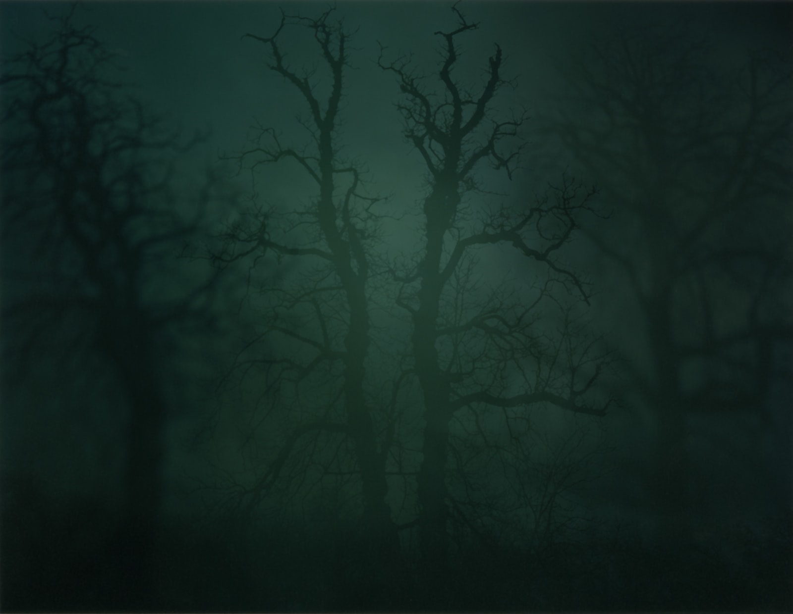 Nicholas Hughes, Untitled 14, 2007