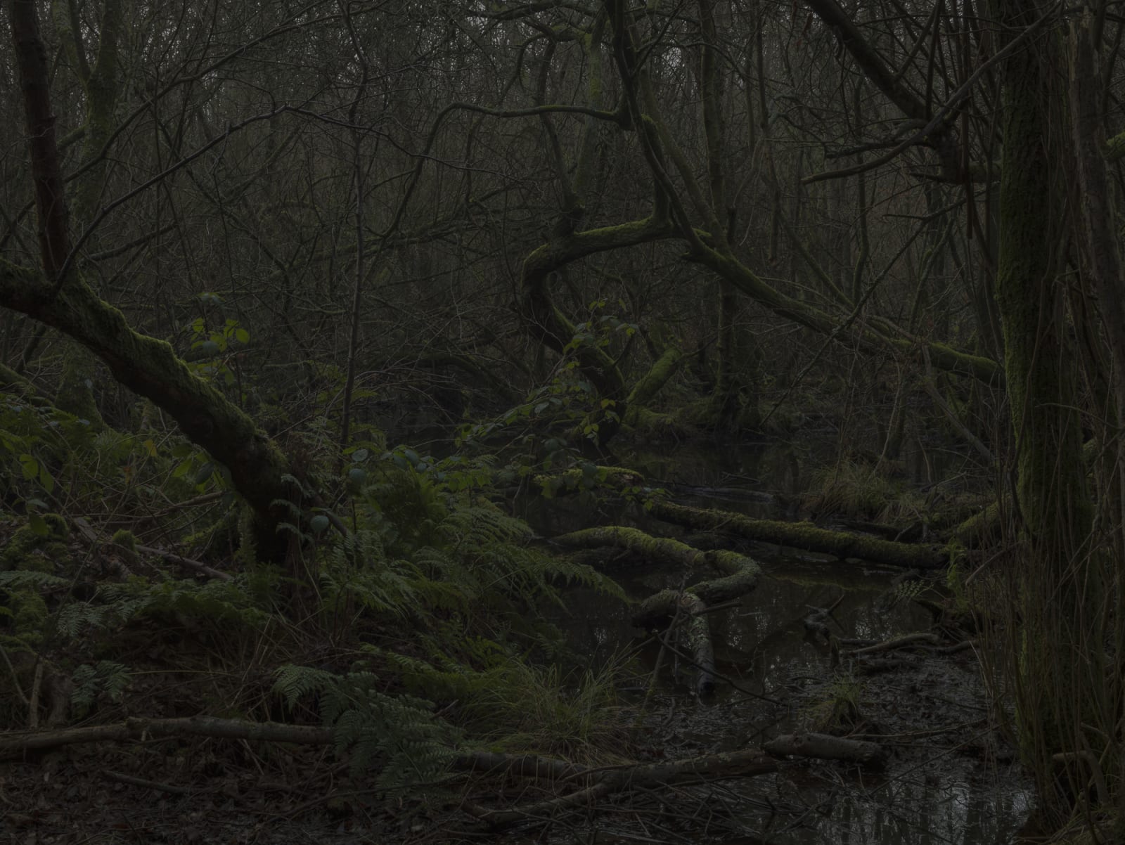 Simon Roberts, Weeds and the Wilderness #13, 2019