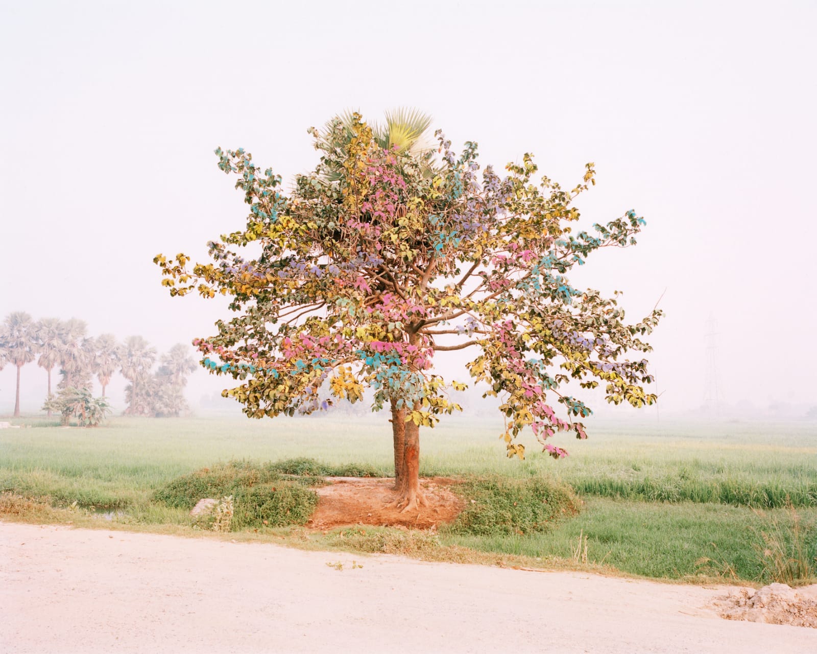 Vasantha Yogananthan, Tree of Life, 2014