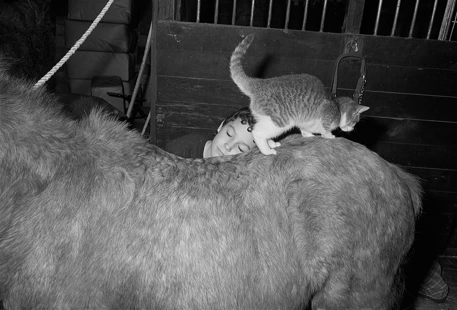 Sage Sohier, Boy in barn with cat and pony, Rowley, Massachusetts, 1992