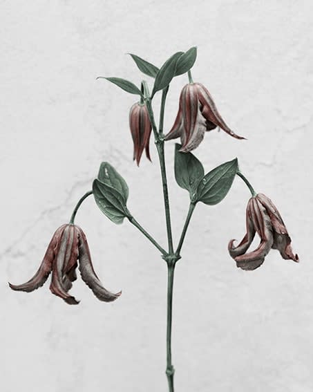 Vee Speers, Clematis, 2016