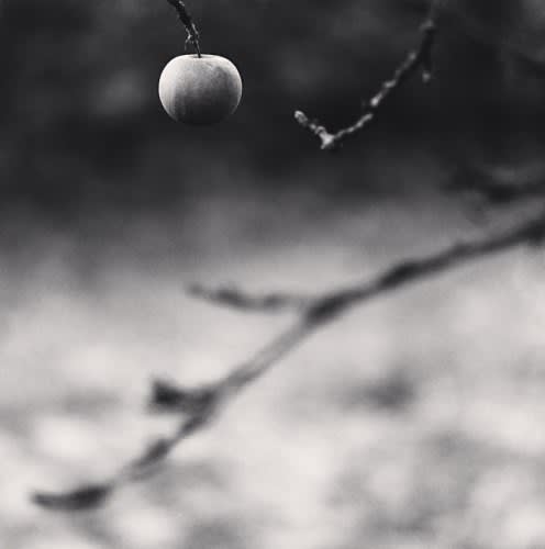 Michael Kenna, Winter Apple, Château d'Haroué, Lorraine, France, 2013