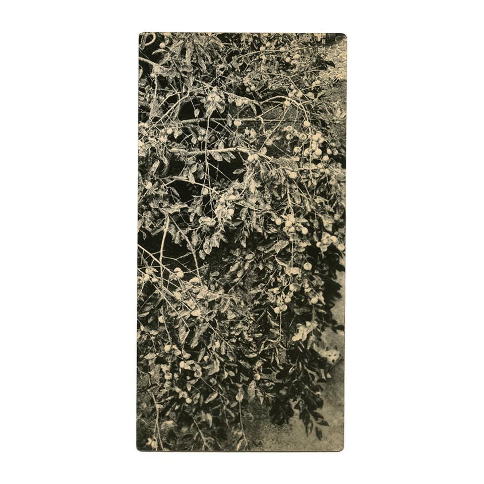 Miho Kajioka, BK0187, 2015