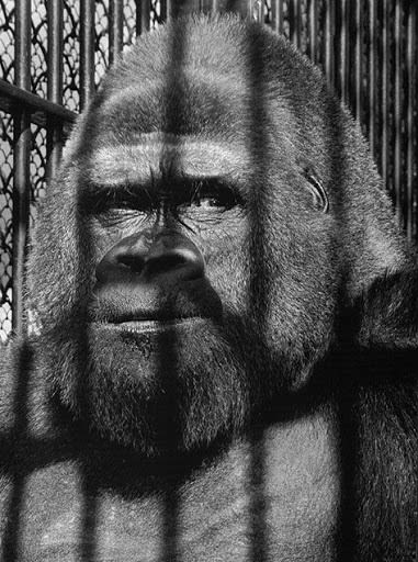 Wolfgang Suschitzky, Guy the Gorilla, London Zoo, 1958