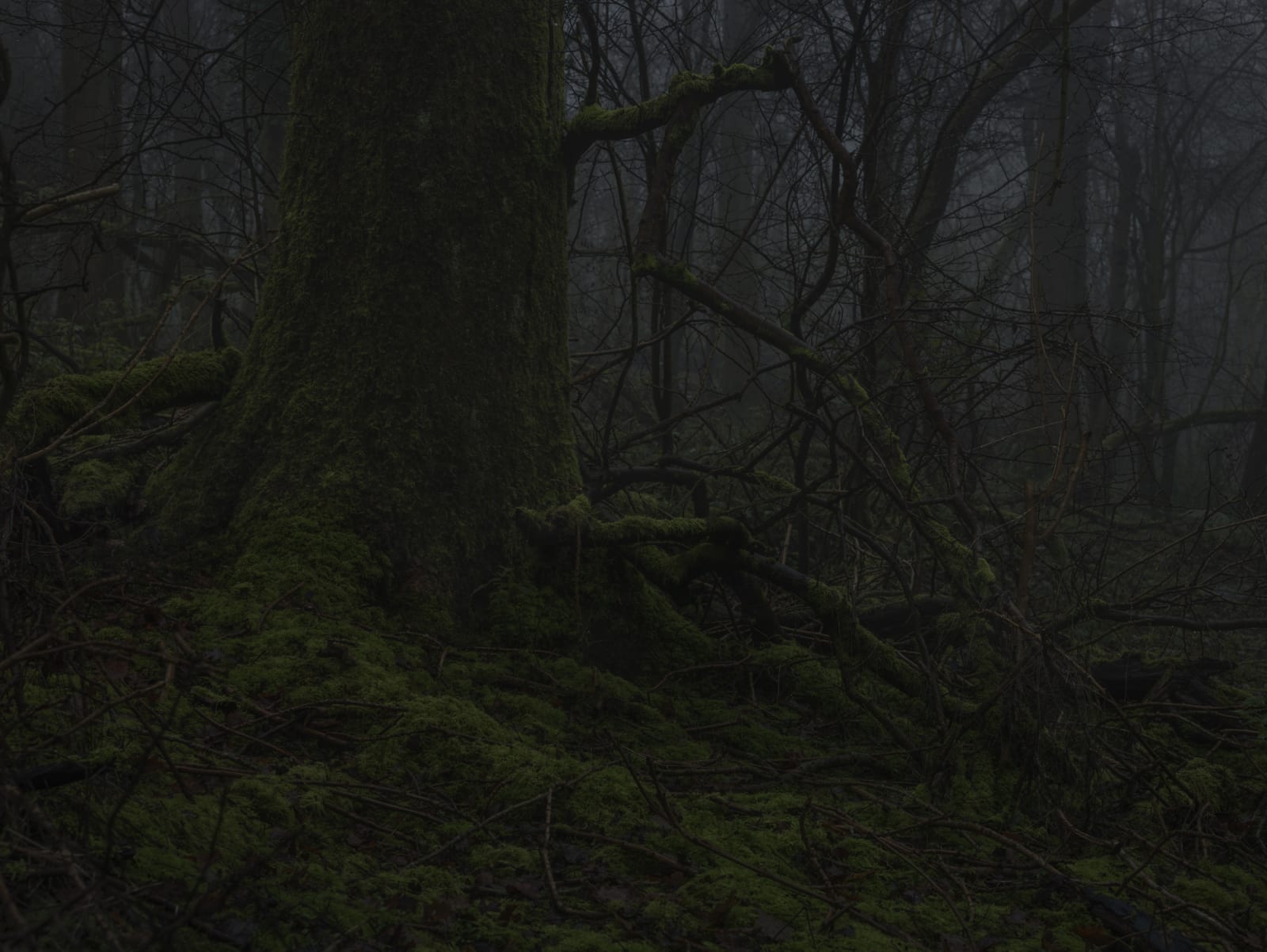 Simon Roberts, Weeds and the Wilderness #9, 2018