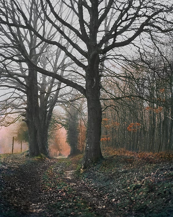 Vee Speers, Untitled #10, 2020