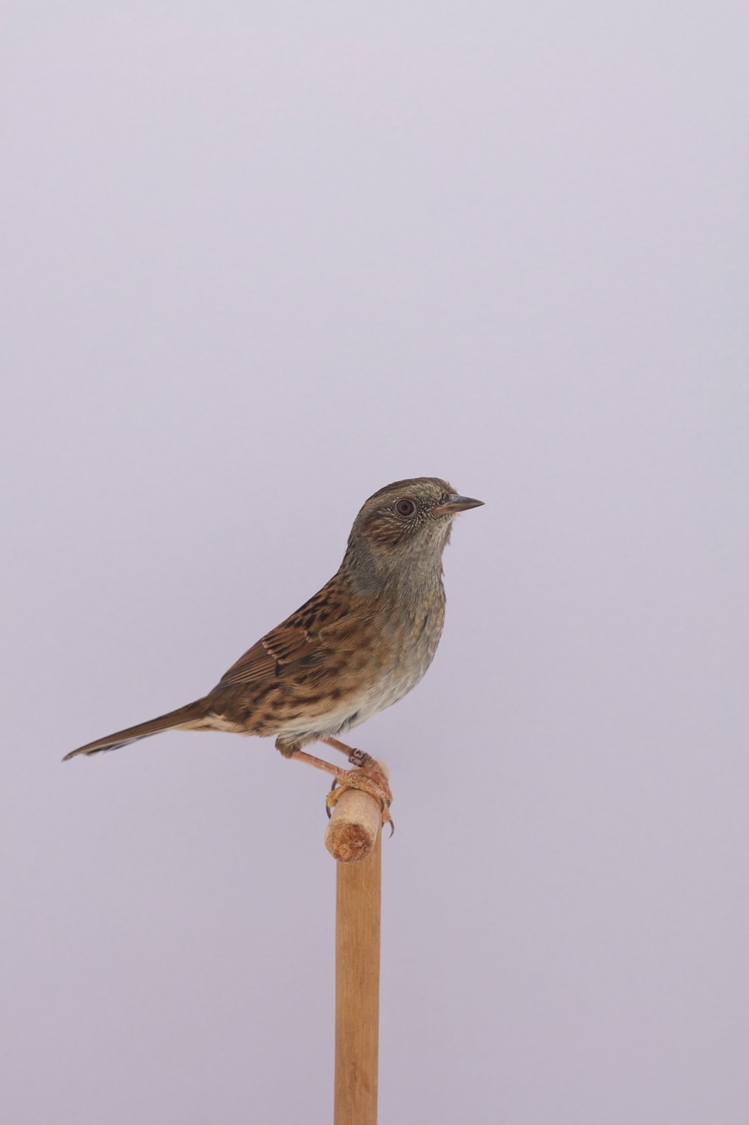 Luke Stephenson, Dunnock #2 (Hedge Sparrow), 2018