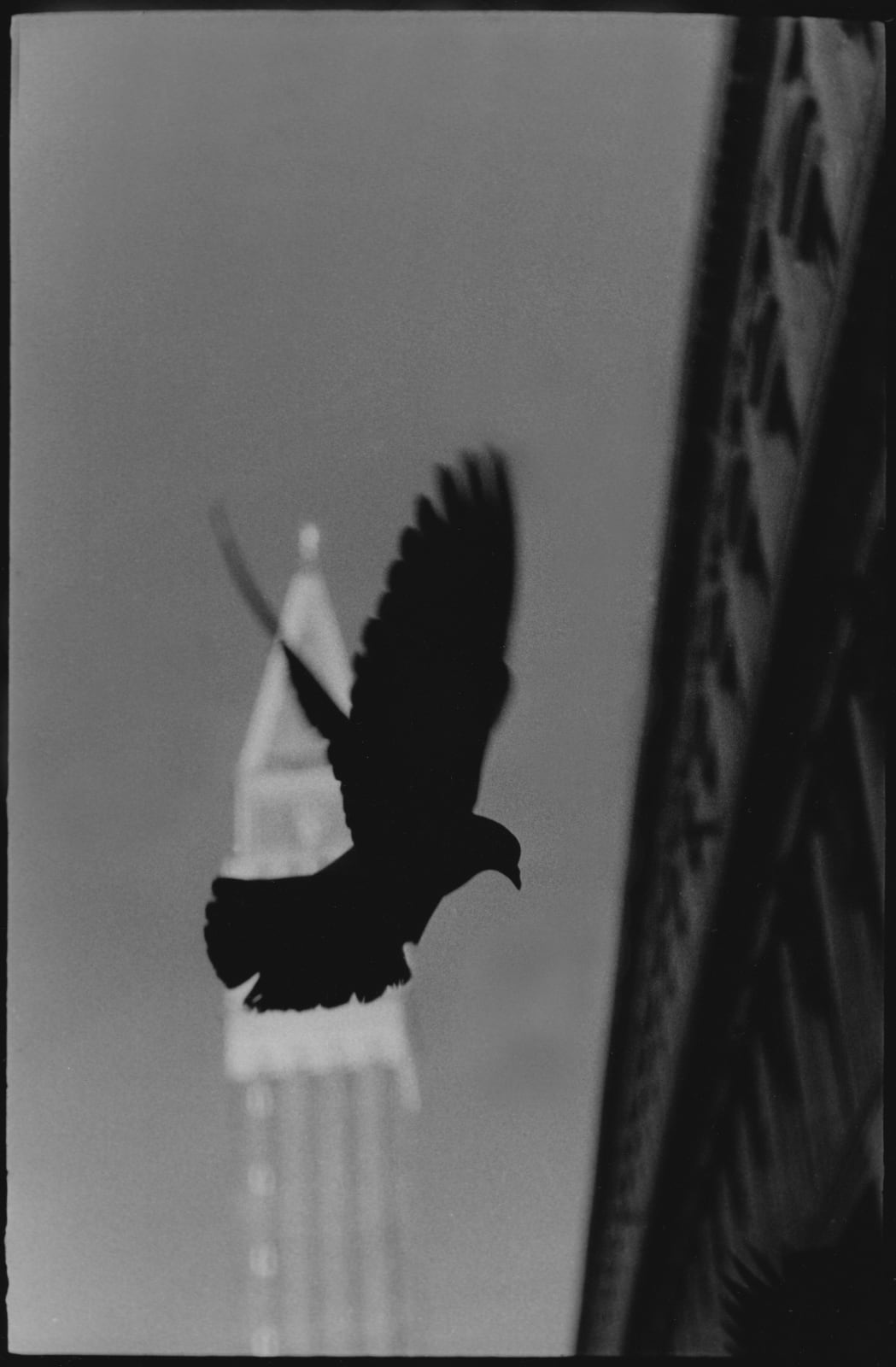 Giacomo Brunelli, Untitled #05 (Pigeon St. Mark's), 2021