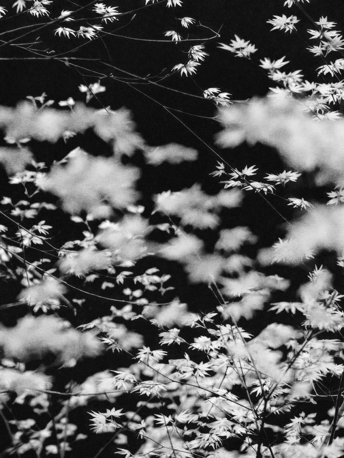 Paul Cupido, Aman, 2023