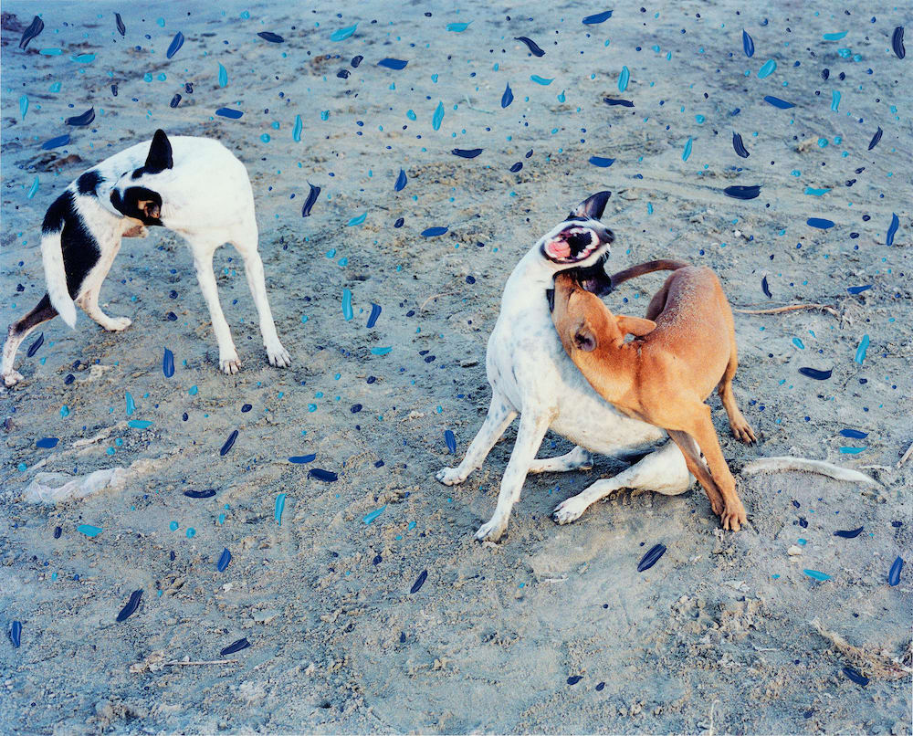 Vasantha Yogananthan, Three Dogs, 2018