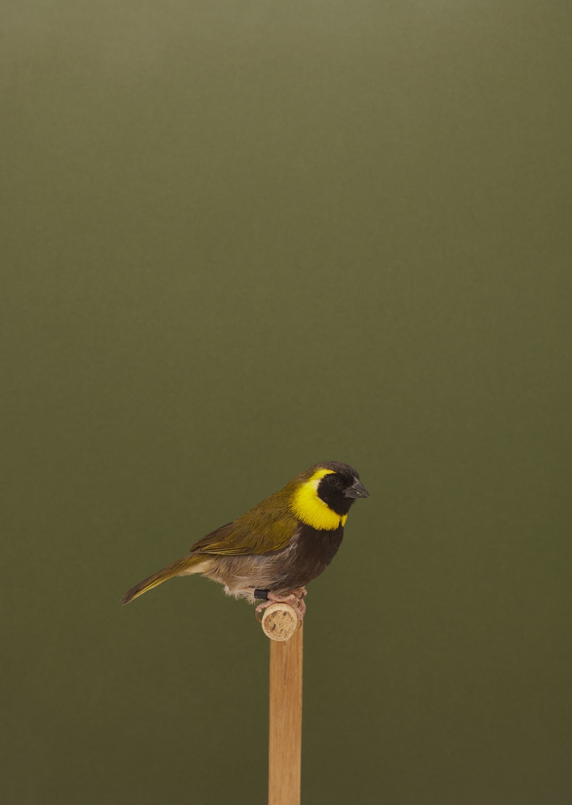 Luke Stephenson, Cuban Finch #1, 2016