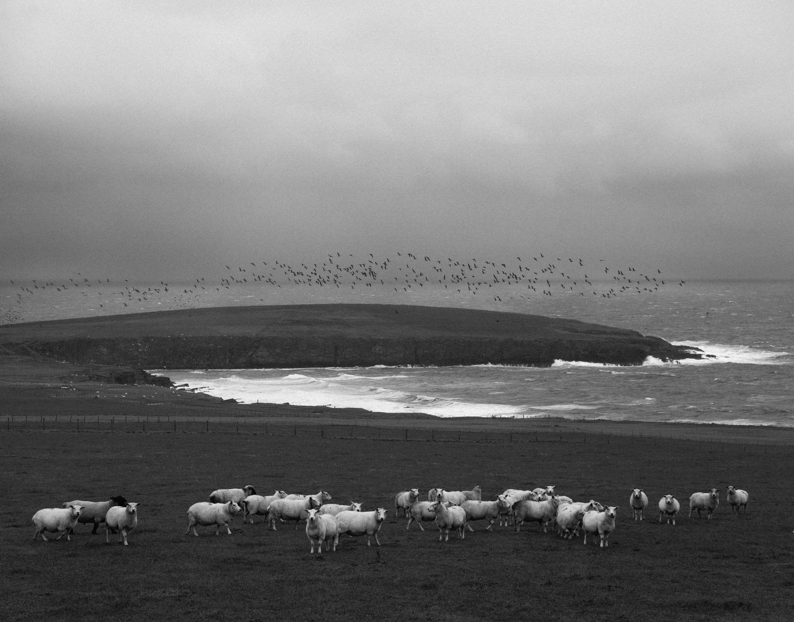 Pentti Sammallahti, Grimness, South Ronaldsay, Orkney, 2016