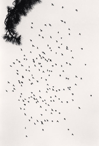 Michael Kenna, One Hundred and Seventy Eight Birds, San Francisco, California, USA, 1992